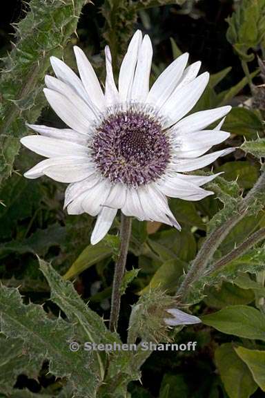 berkheya purpurea 1 graphic